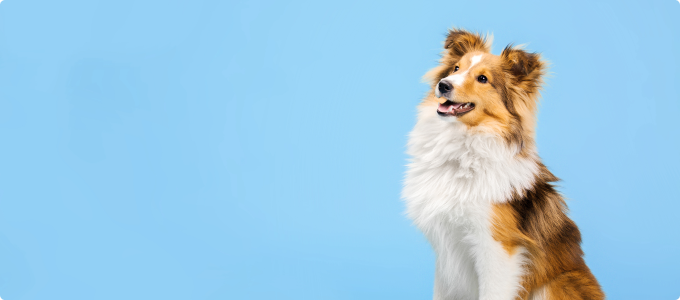 Size uygun Irkı bulmamızı ister misiniz?